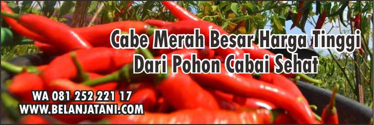 Harga Bibit Cabe Baja MC F1,Budidaya Cabe,Cara Menanam Cabe,Harga Benih Cabe,Cabe Merah Besar, 