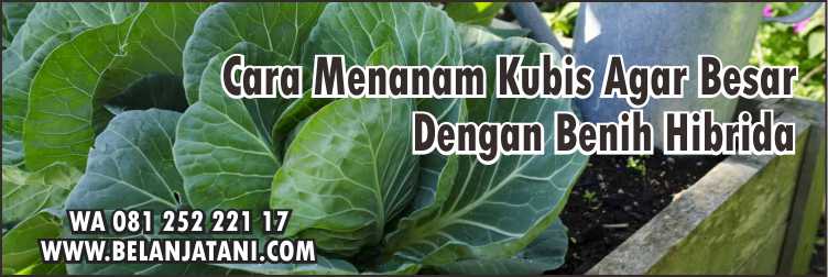 Harga Bibit Kubis Green Nova,Budidaya Kubis,Benih Kubis,Kubis Dataran Rendah, Kubis Dataran tinggi,