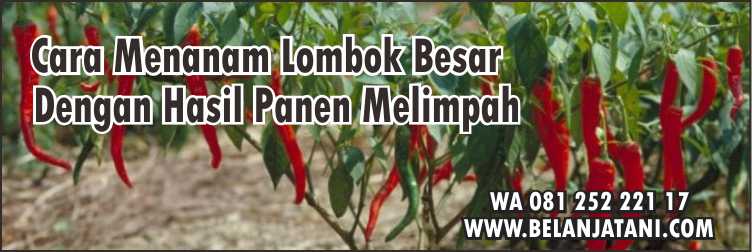 Harga Bibit Cabe Baja MC F1,Budidaya Cabe,Cara Menanam Cabe,Harga Benih Cabe,Cabe Merah Besar, 