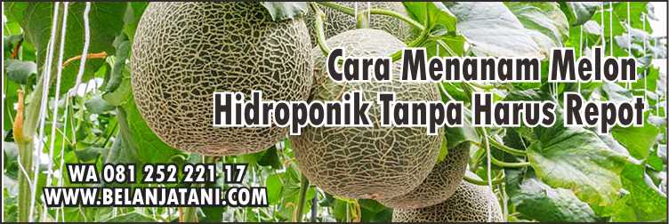 Jual Benih Melon Madesta F1 Harga Murah Kualitas Terbaik | Belanja Tani Harga Benih Melon Madesta F1,Budidaya Melon,Cara Menanam Melon,Melon Orage,Bibit Melon,Melon