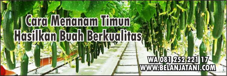 Harga Bibit Timun Hercules Plus,Cara Merawat Timun, Budidaya Timun, Bibit Timun Panah Merah,Harga Benih Timun, 