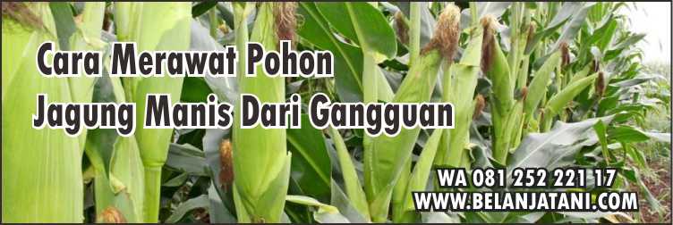 Harga Bibit Jagung Manis Talenta,Bibit Jagung Manis, Cara Menanam Jagung, Harga Benih Jagung Manis, Cara Merawat Jagung