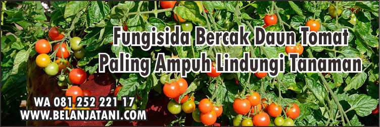 Fungisida Bercak Daun Tomat,Fungisida Untuk Tanaman Tomat,Penyakit Pada Daun Tomat,Harga Fungisida,Budidaya Tomat,Fungisida Tomat