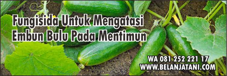 Fungisida Untuk Mengatasi embun Bulu,Tanaman Timun, Timun,Embun Bulu,Downey Mildew, Fungisida Timun