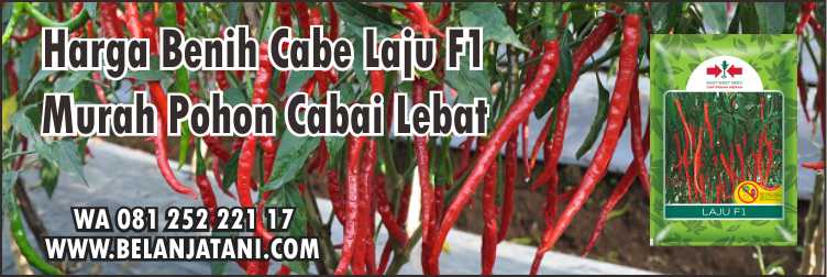 Harga Benih Cabe Laju F1, Tanaman Cabe Keriting,Bibit Cabe Keriting,Harga Benih Cabai Keriting,Budidaya Cabe ,