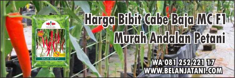 Harga Bibit Cabe Baja MC F1,Budidaya Cabe,Cara Menanam Cabe,Harga Benih Cabe,Cabe Merah Besar, 