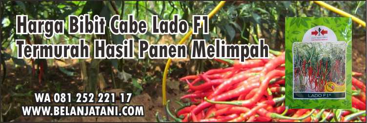 Harga Bibit Cabe Lado F1,Cara Tanam Cabai, Tanaman Cabe Keriting,Penyakit Pada Cabe,Bibit Cabe,