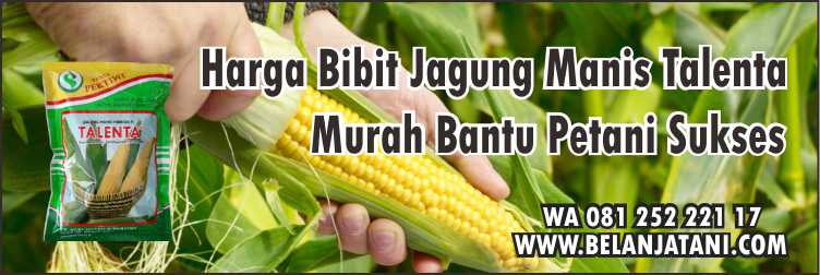 Harga Bibit Jagung Manis Talenta,Bibit Jagung Manis, Cara Menanam Jagung, Harga Benih Jagung Manis, Cara Merawat Jagung