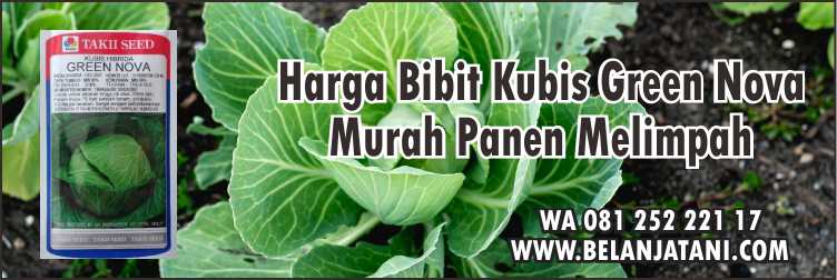 Harga Bibit Kubis Green Nova,Budidaya Kubis,Benih Kubis,Kubis Dataran Rendah, Kubis Dataran tinggi,