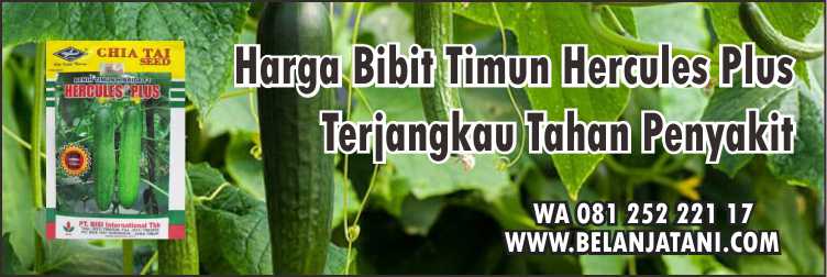 Harga Bibit Timun Hercules Plus,Cara Merawat Timun, Budidaya Timun, Bibit Timun Panah Merah,Harga Benih Timun, 