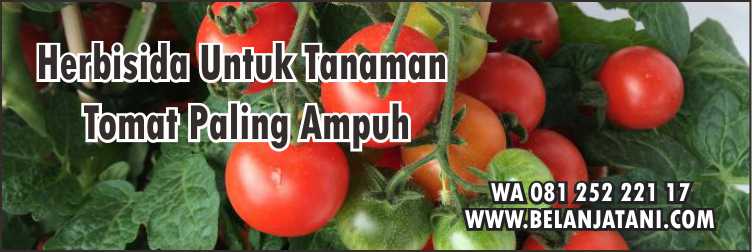 Herbisida Untuk Tanaman Tomat, Harga Herbisida,Herbisida,Budidaya Tomat,Gulma , 