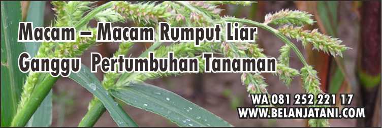 Racun Rumput Liar, Obat Rumput Liar,Racun Rumput Paling Kuat,Gulma,Rumput Liar