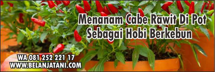 Budidaya Cabe Mahameru,Bibit Cabe Rawit,Cabe Rawit,Cara Menanam Cabe,Harga Bibit Cabai,