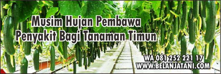 Harga Bibit Timun Zatavy,Bibit Timun,Cara Merawat Timun,Timun,Budidaya Timun,