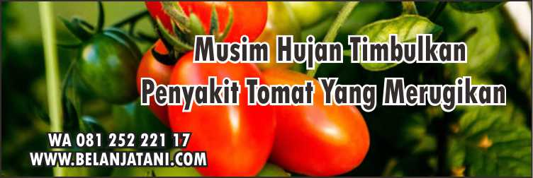 Varietas Tomat Musim Hujan Sakura F1,Budidaya tomat,Cara Menanam Tomat,Benih Tomat Terbaik,Cara Merawat Tomat,