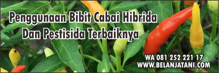 Bibit Cabe Hibrida Yang Bagus,Cara Menanam Cabe,Tanaman Cabe,Budidaya Cabe,Perawatan Tanaman Cabe