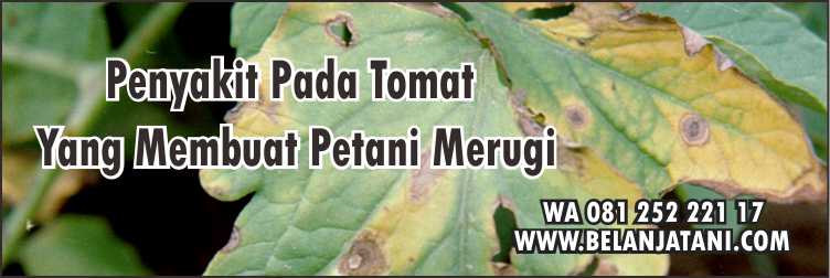 Fungisida Bercak Daun Tomat,Fungisida Untuk Tanaman Tomat,Penyakit Pada Daun Tomat,Harga Fungisida,Budidaya Tomat,Fungisida Tomat