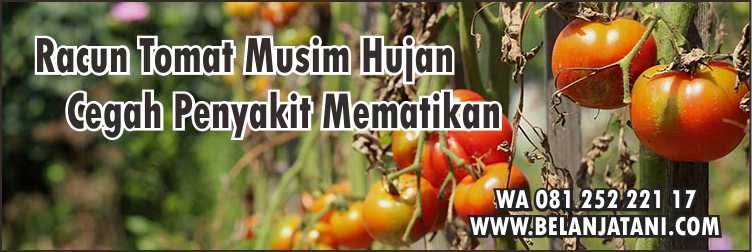Budidaya Tomat Betavila F1, Pestisida Tomat, Budidaya Tomat, Cara Menanam Tomat,Benih Tomat