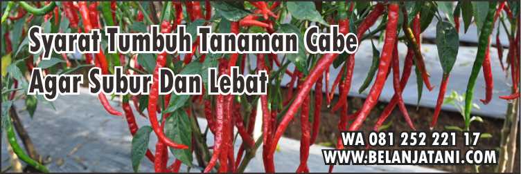 Harga Bibit Cabe Lado F1,Cara Tanam Cabai, Tanaman Cabe Keriting,Penyakit Pada Cabe,Bibit Cabe,