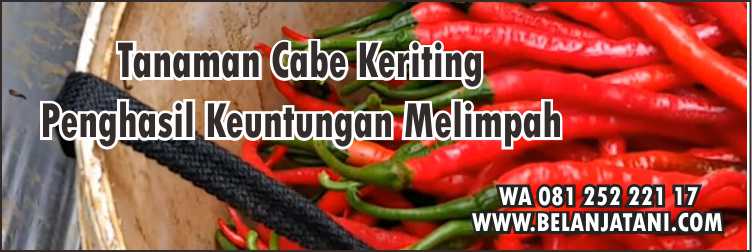 Harga Benih Cabe Laju F1, Tanaman Cabe Keriting,Bibit Cabe Keriting,Harga Benih Cabai Keriting,Budidaya Cabe ,