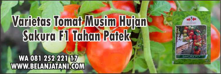 Varietas Tomat Musim Hujan Sakura F1,Budidaya tomat,Cara Menanam Tomat,Benih Tomat Terbaik,Cara Merawat Tomat,