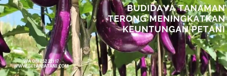 pestisida, tanaman, terung, bunga terong, terong ungu, belanja tani