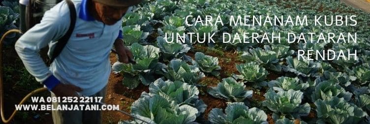 kobis, pemupukan kubis, bahaya kubis, kubis dataran rendah, daun kubis, belanja tani, budidaya kubis untuk dataran rendah, belanja tani