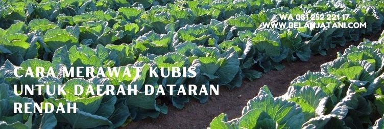 kobis, pemupukan kubis, bahaya kubis, kubis dataran rendah, daun kubis, budidaya kubis untuk dataran rendah, belanja tani