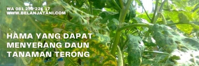 pestisida, tanaman, terung, bunga terong, terong ungu, belanja tani