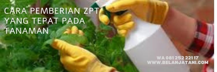 ZPT pembesar buah, Harga zpt, macam macam zpt, cara menggunakan zpt, tanaman