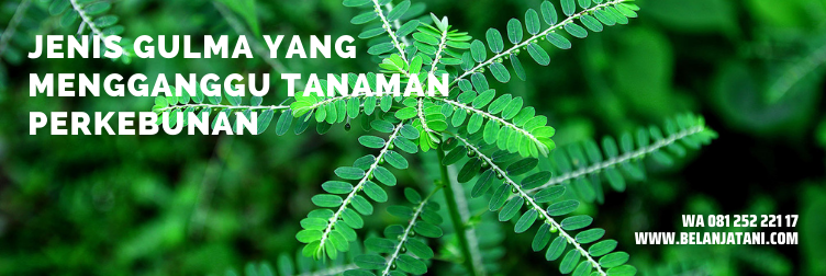 Gulma Rumput rumputan, herbisida pra tumbuh, jenis herbisida, teki tekian, tanaman, belanja tani