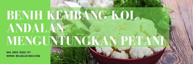 Daun kembang kol, ciri-ciri kembang kol, harga bunga kol, ciri-ciri tanaman kembang kol, kandungan bunga kol