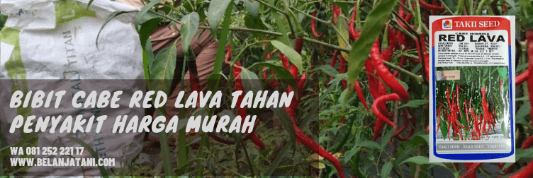 Bibit Cabe Red Lava, Tanaman Cabai, Bibit Cabe Keriting, Pohon Cabe, Cara Tanam Cabe