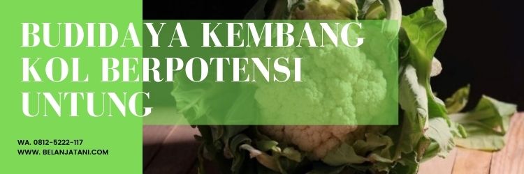 Daun kembang kol, ciri-ciri kembang kol, harga bunga kol, ciri-ciri tanaman kembang kol, kandungan bunga kol