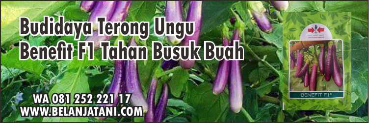 Bibit Terong Ungu, Terong Ungu, Harga Bibit Terong Ungu, Budidaya Terong Ungu, Terong, Cara Merawat Terong