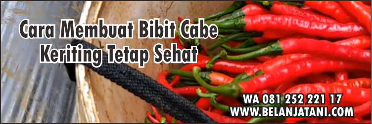 Harga Bibit Cabe Laba F1,Bibit Cabe Panah Merah,Cabe Keriting,Bibit Cabe Keriting,Patek Cabai,Antraknosa Cabe