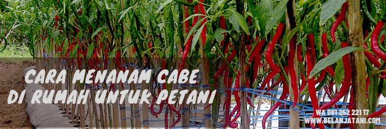 Bibit Cabe Red Lava, Tanaman Cabai, Bibit Cabe Keriting, Pohon Cabe, Cara Tanam Cabe