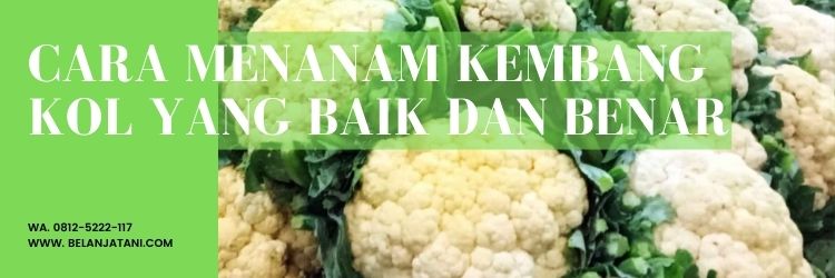 Daun kembang kol, ciri-ciri kembang kol, harga bunga kol, ciri-ciri tanaman kembang kol, kandungan bunga kol