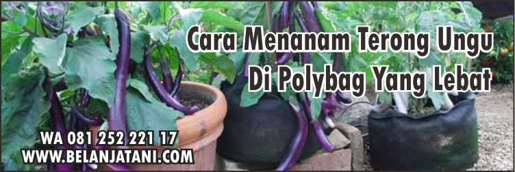 Bibit Terong Ungu, Terong Ungu, Harga Bibit Terong Ungu, Budidaya Terong Ungu, Terong, Cara Merawat Terong