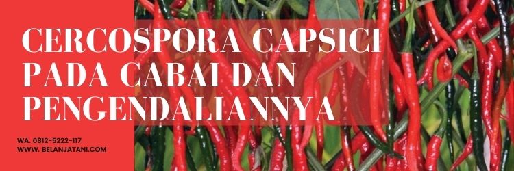 Penyakit bercak daun, cercospora capsici pada cabai, tanam cabai, hama cabe, racun hama cabe