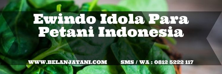 Kandungan bayam, tanaman bayam, manfaat bayam, bibit bayam hijau, umur panen bayam