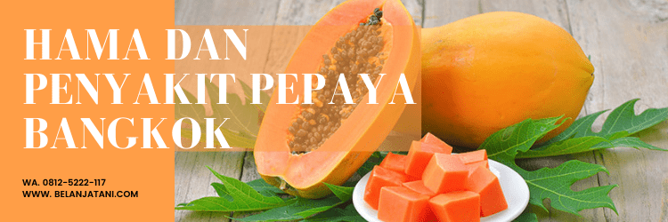 pepaya thailand, bertani pepaya, jenis pepaya besar, budidaya pepaya, rasa buah pepaya