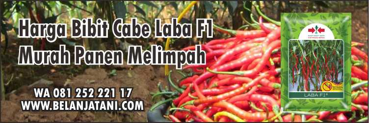 Harga Bibit Cabe Laba F1,Bibit Cabe Panah Merah,Cabe Keriting,Bibit Cabe Keriting,Patek Cabai,Antraknosa Cabe