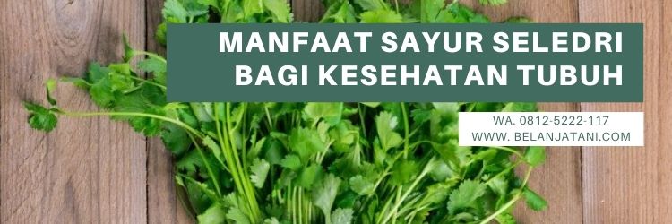 Kebun seledri, sayur seledri, cara menanam seledri, khasiat daun seledri, jus seledri,benih cap panah merah