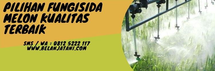 Antracol, amistartop, fungisida score, fungsi fungisida, fungisida antracol