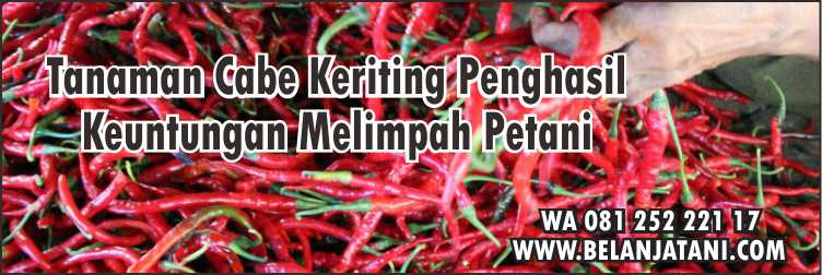 Harga Bibit Cabe Laba F1,Bibit Cabe Panah Merah,Cabe Keriting,Bibit Cabe Keriting,Patek Cabai,Antraknosa Cabe