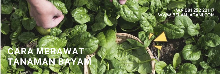 Tanaman Bayam, Cara tanam bayam, pupuk untuk bayam, sayur bayam, bayam merah
