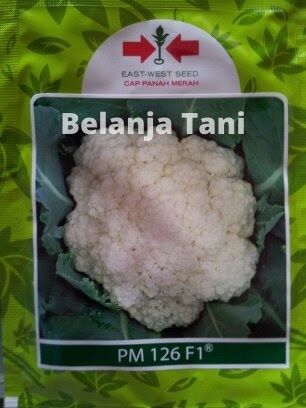 organik, benih, bibit, tanaman organik, dataran rendah