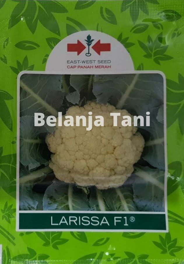 organik, benih, bibit, tanaman organik, dataran rendah