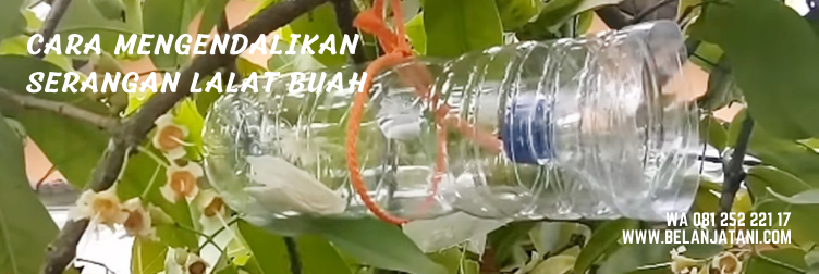 Lalat mangga, insektisida sistemik, lalat buah cabe, pengusir lalat, larva lalat buah